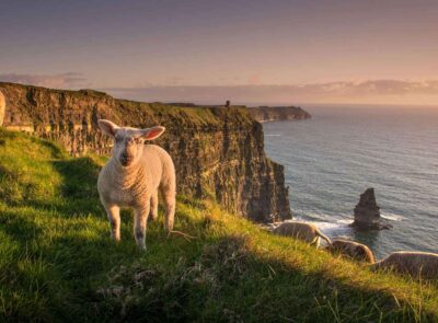 sl-sheep-on-cliff-01-1